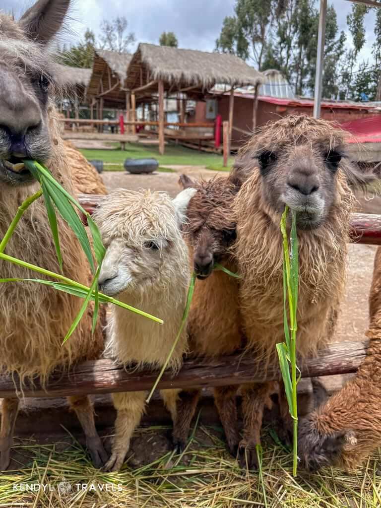 Lllamas shewing grass looking at the camera at the Awana Kancha llama and alpaca farm.